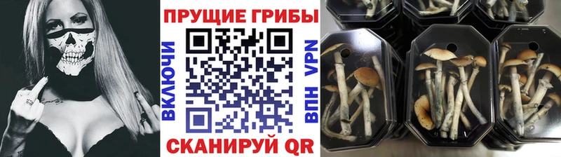 Купить где  Рузаевка  Псилоцибиновые грибы MAGIC MUSHROOMS 